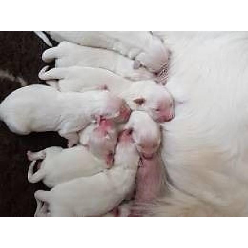 Cream/White golden retrievers puppies born and raised in the home.