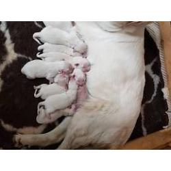 Cream/White golden retrievers puppies born and raised in the home.