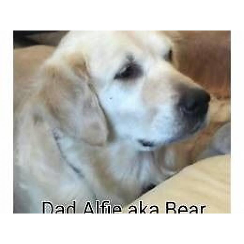 Cream/White golden retrievers puppies born and raised in the home.