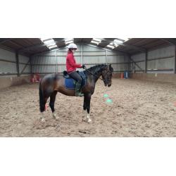 Stunning Bay Gelding