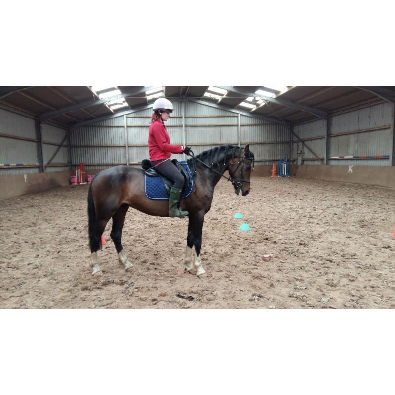 Stunning Bay Gelding