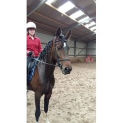 Stunning Bay Gelding