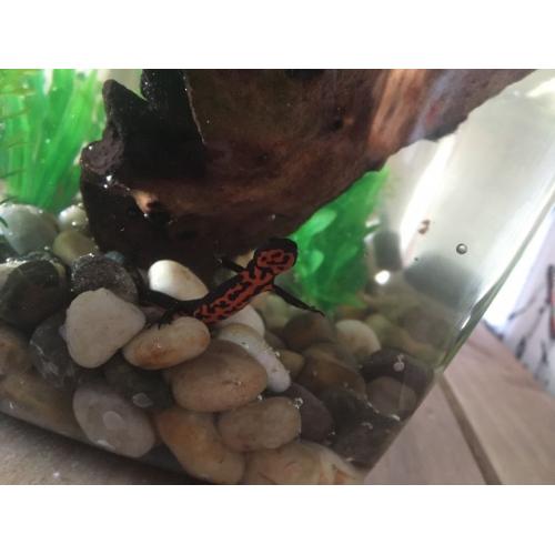 2 red fire belly newts and tank