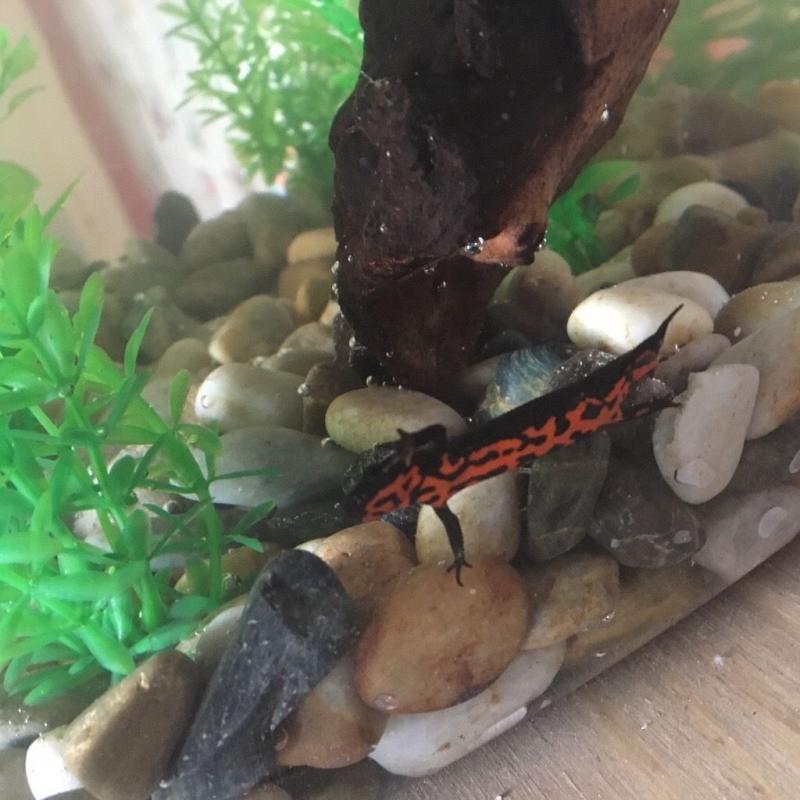 2 red fire belly newts and tank