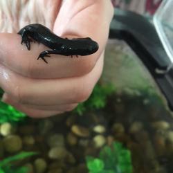 2 red fire belly newts and tank