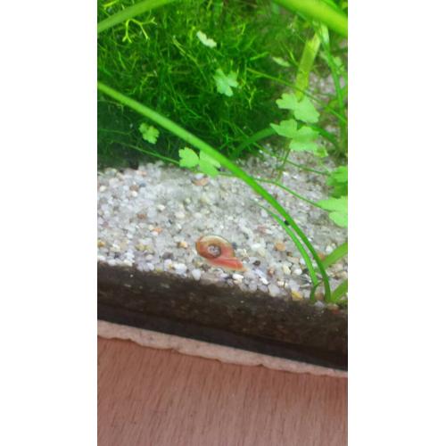 Ramshorn snails for sale