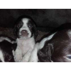 Pure bred Springer Spaniel pups