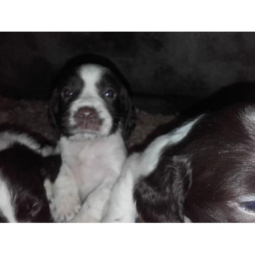 Pure bred Springer Spaniel pups