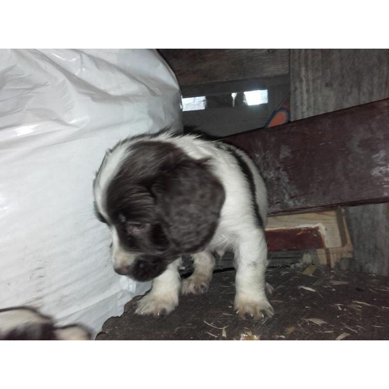 Pure bred Springer Spaniel pups