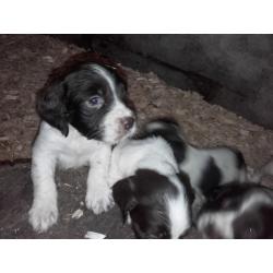 Pure bred Springer Spaniel pups