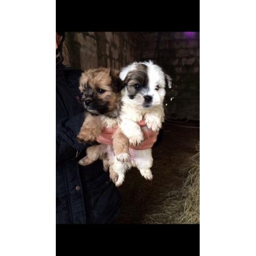 Lhasa Apso Pups For Sale