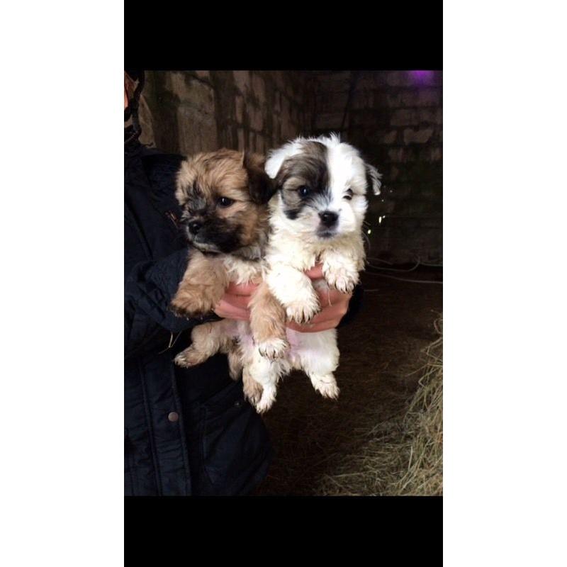 Lhasa Apso Pups For Sale