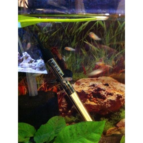 Jewel cichlids