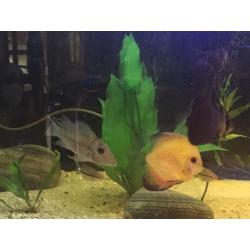 *STUNNING* mix of tropical fish.