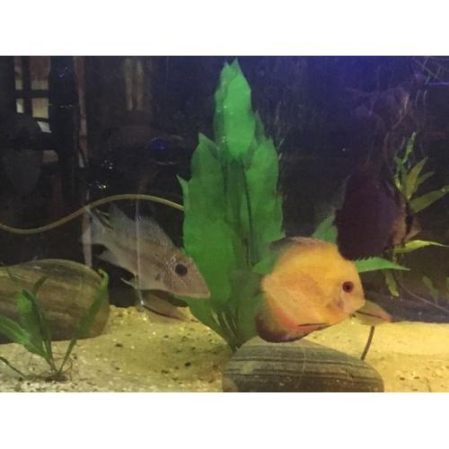 *STUNNING* mix of tropical fish.