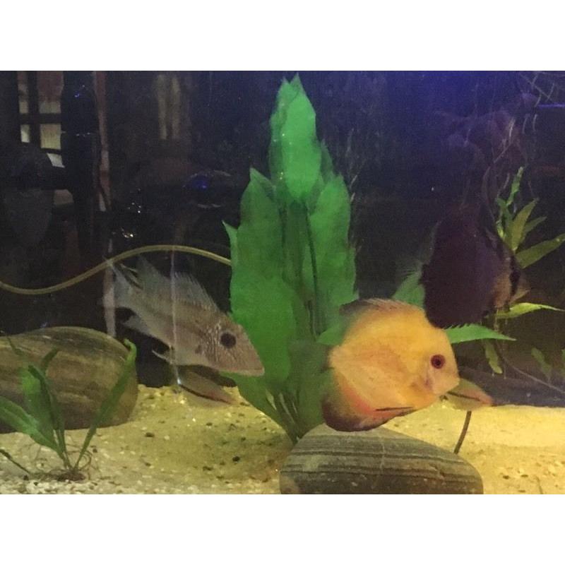 *STUNNING* mix of tropical fish.