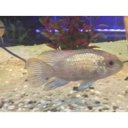 *STUNNING* mix of tropical fish.