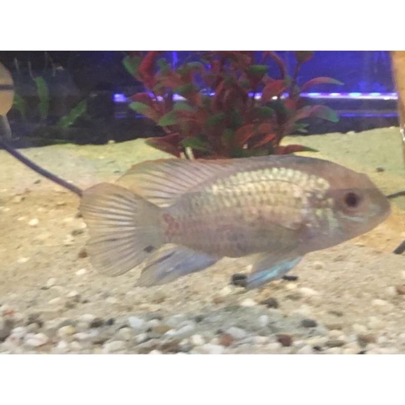 *STUNNING* mix of tropical fish.
