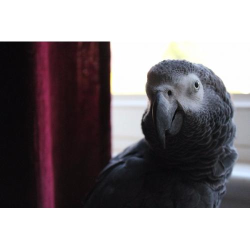 2yr Old Male African Grey