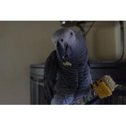 2yr Old Male African Grey