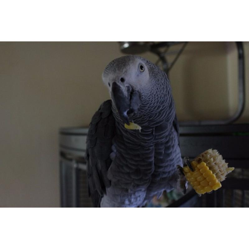 2yr Old Male African Grey