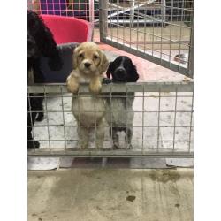 Cocker spaniel puppies