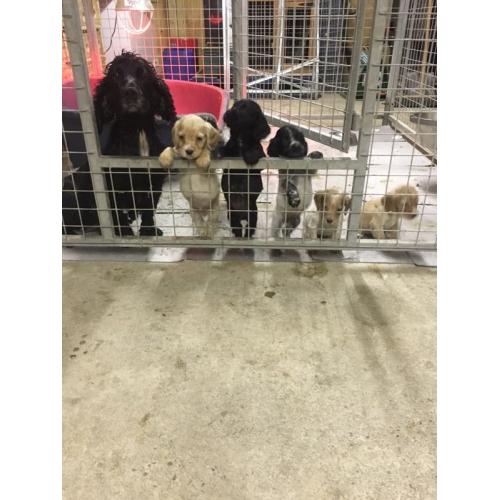 Cocker spaniel puppies