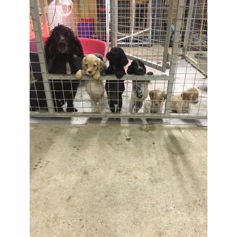 Cocker spaniel puppies