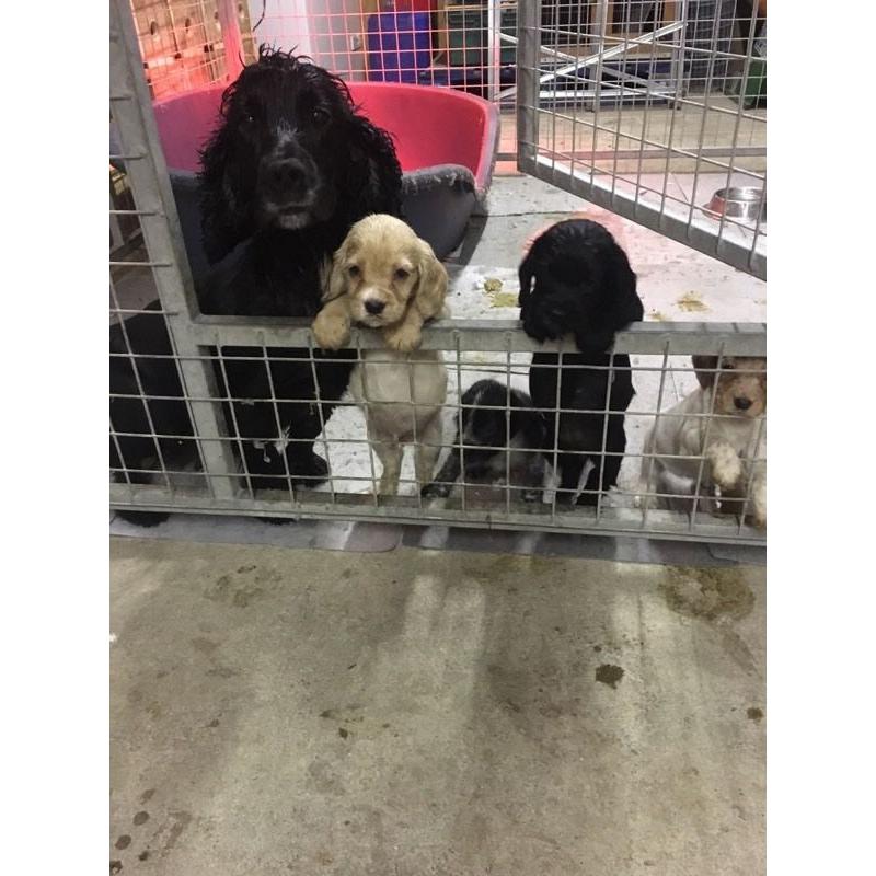 Cocker spaniel puppies