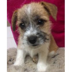 Jack tzu puppy girl