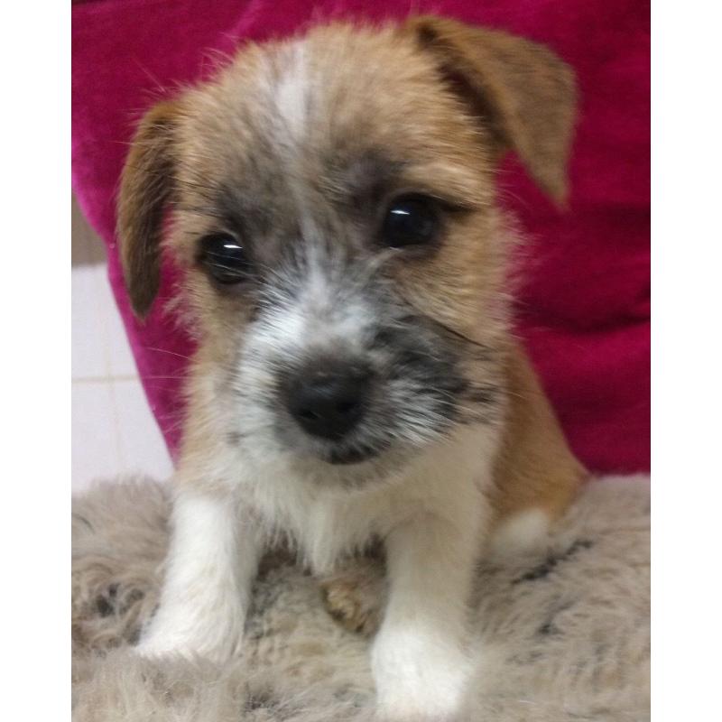 Jack tzu puppy girl
