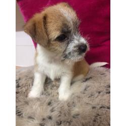 Jack tzu puppy girl
