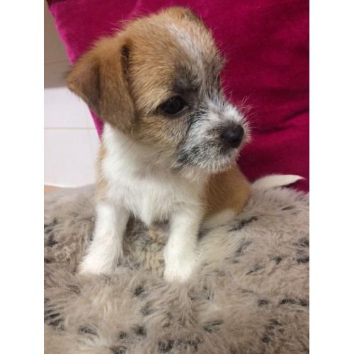 Jack tzu puppy girl
