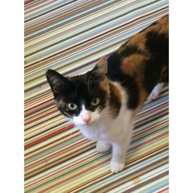 Tortie