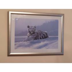Framed Picture - White Tiger in the Snow
