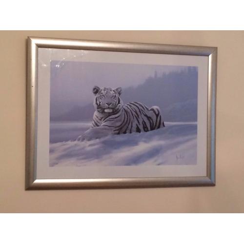 Framed Picture - White Tiger in the Snow