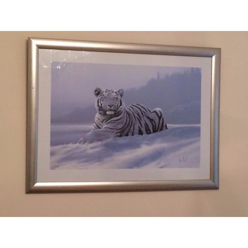 Framed Picture - White Tiger in the Snow
