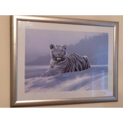 Framed Picture - White Tiger in the Snow