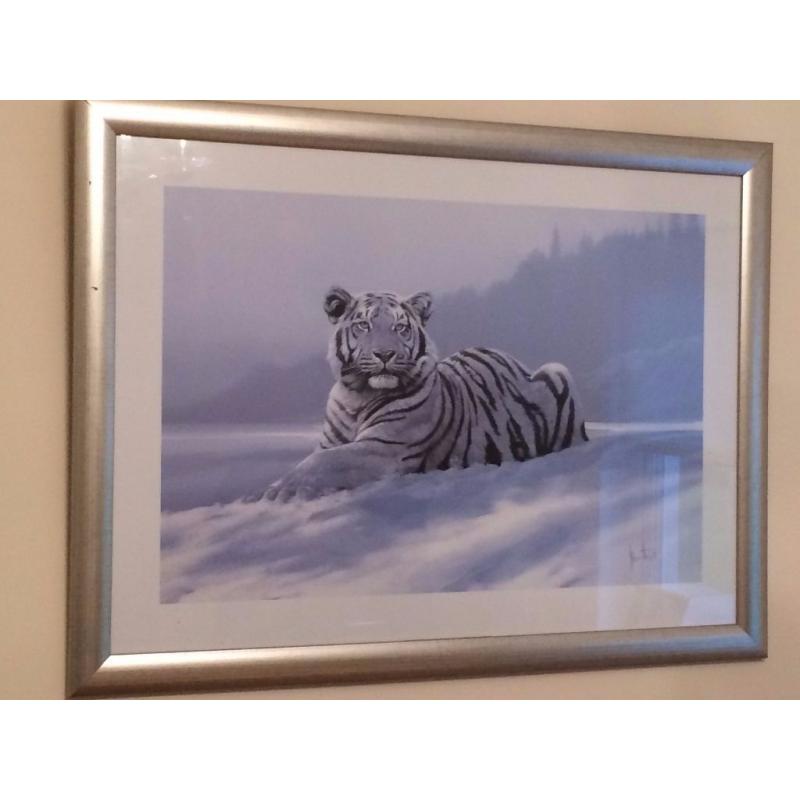 Framed Picture - White Tiger in the Snow