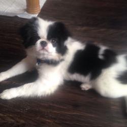 Japanese chin boy kc reg