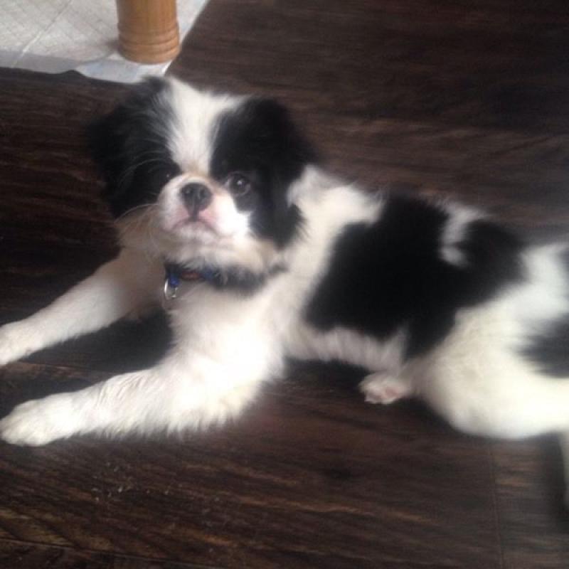 Japanese chin boy kc reg