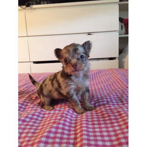 4 stunning rare coloured chihuahua puppies; ready in November
