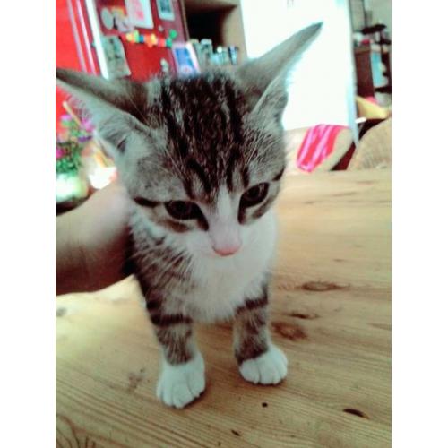 Lovely Kitten!