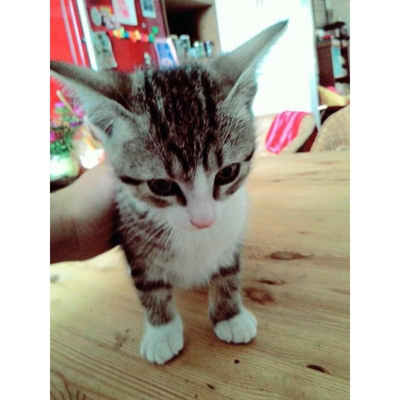 Lovely Kitten!