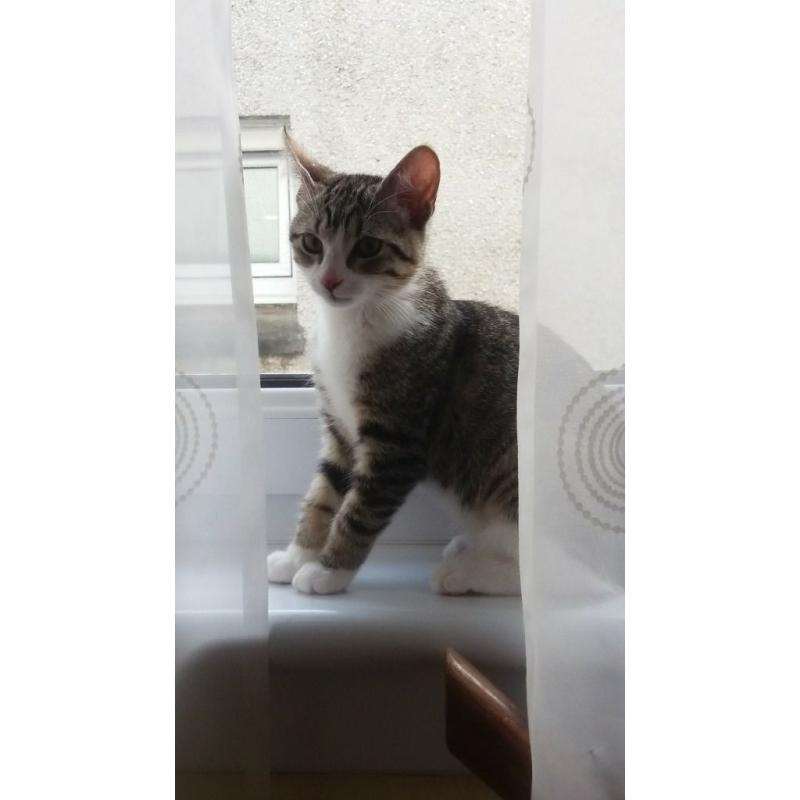 Lovely Kitten!