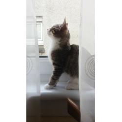 Lovely Kitten!