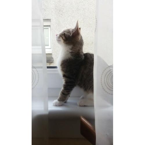 Lovely Kitten!