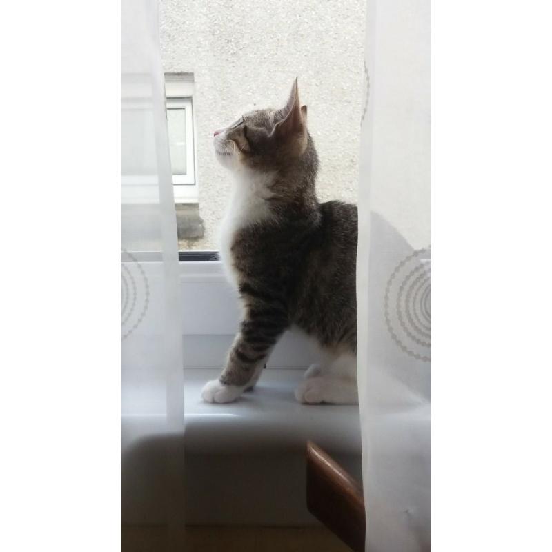 Lovely Kitten!