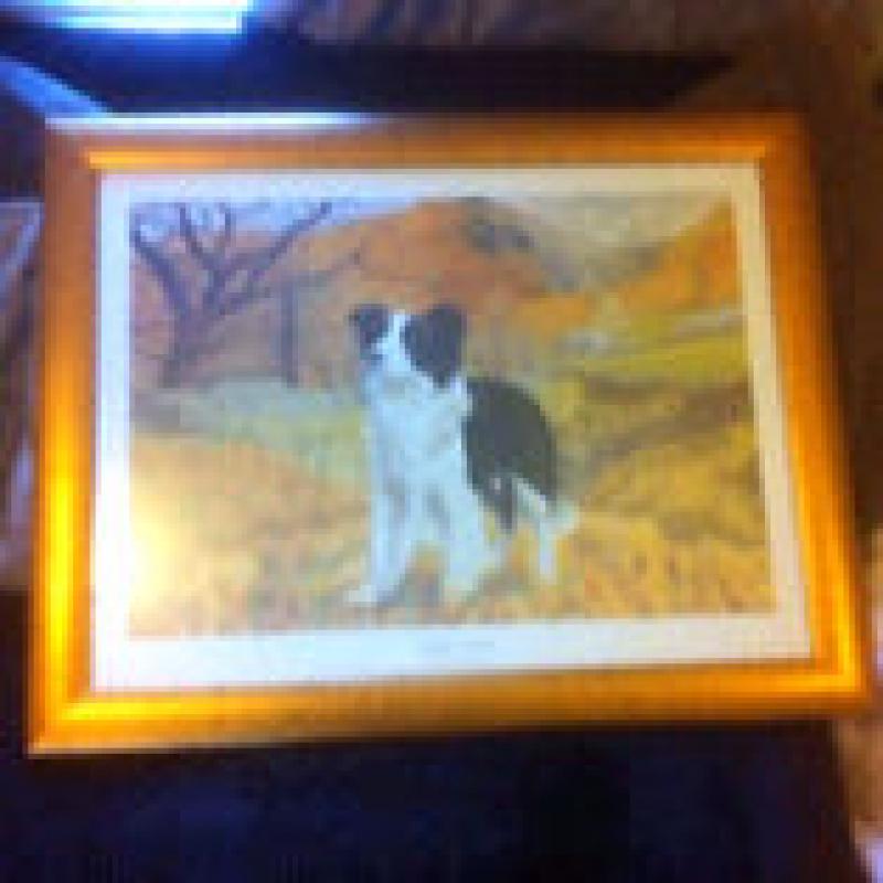 Border Collie Print