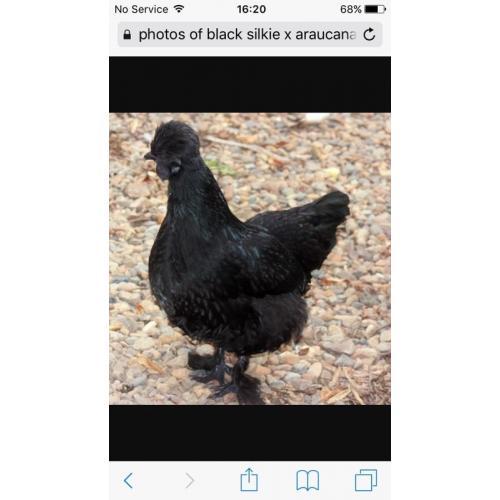 2 silkie x aracana hens